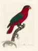 Barraband Parrot 095